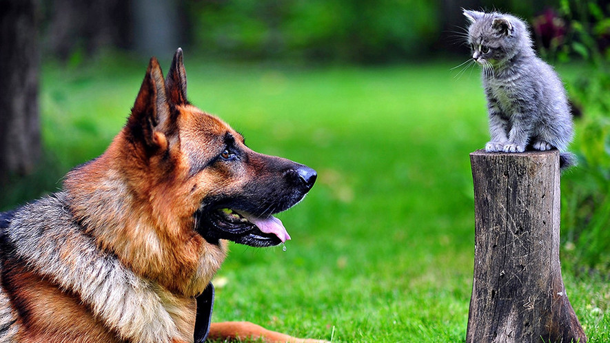 Ipsum cursus vestibulum at interdum Vivamus