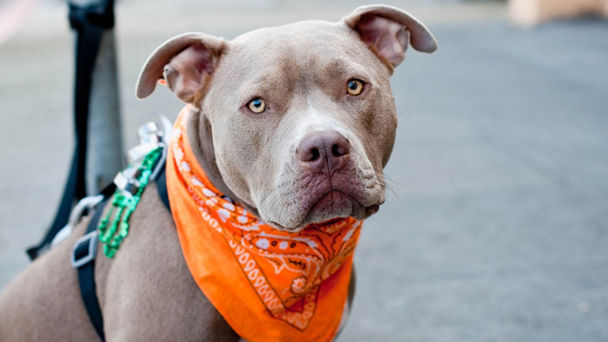 Urna pretium elit mauris cursus Curabitur at elit Vestibulum