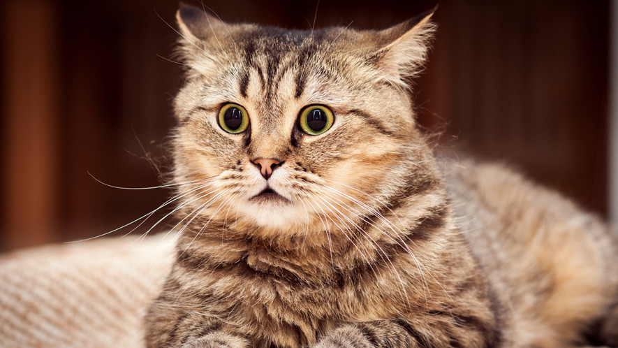 Urna pretium elit mauris cursus Curabitur at elit Vestibulum