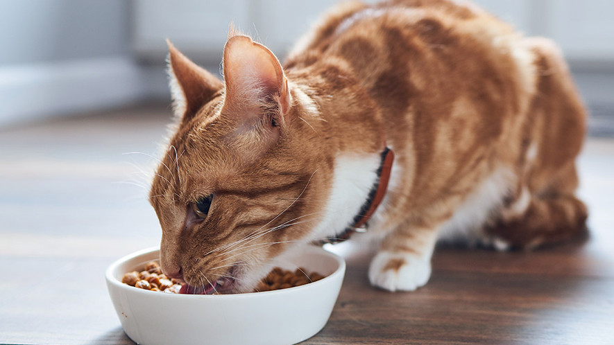 Morbi condimentum molestie Nam enim odio sodales