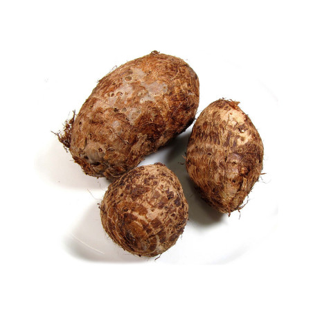 Nulla eget ullamcorper